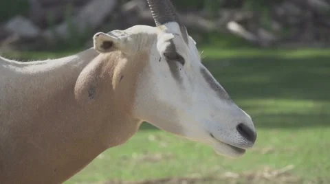 Scimitar Oryx, Slow Motion Vídeos de archivo 65832057