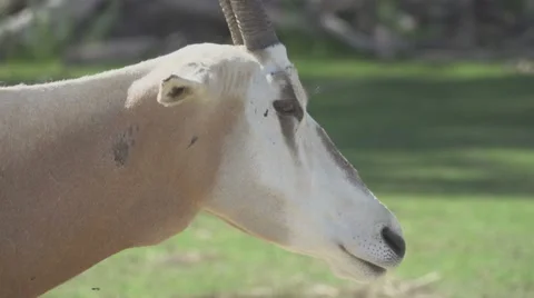Scimitar Oryx in The Wild Stock Footage 65804747