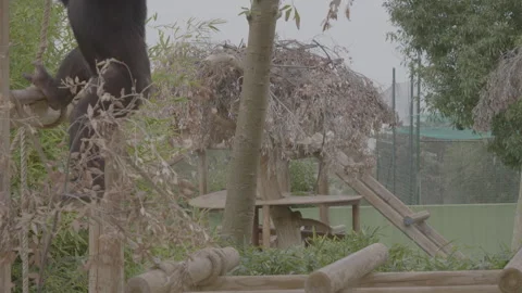 Scimpanzè Stock Footage 303002737