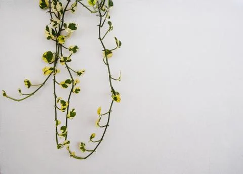 Scindapsus aureus leaf on white cement background Stock Photos