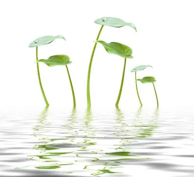 Scindapsus leaves reflection Stock Photos