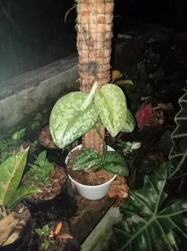 Scindapsus 스톡 사진