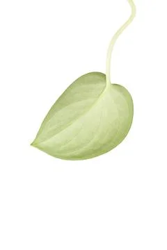 Scindapsus pictus leaf underside isolated on white background Stock Photos