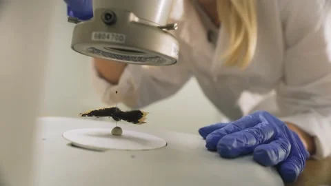 Scinetist exploring a butterfly under a microscope 스톡 동영상 233449449