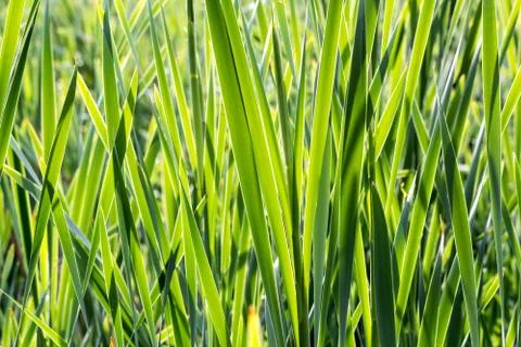 Scirpus closeup Stock Photos