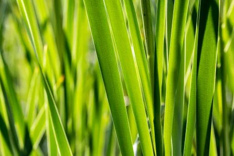 Scirpus closeup Stock Photos