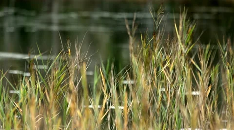 Scirpus in a lake Stock Footage 49598305