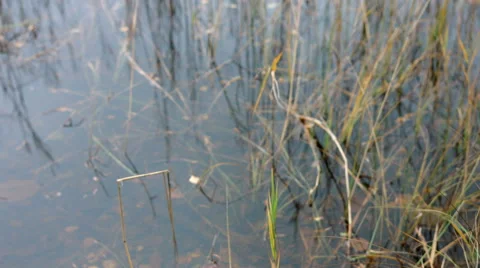 Scirpus in a lake Stock Footage 49599855