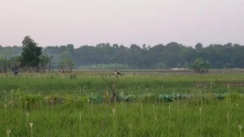 Scissor tailed Flycatcher Stock Footage 326161878