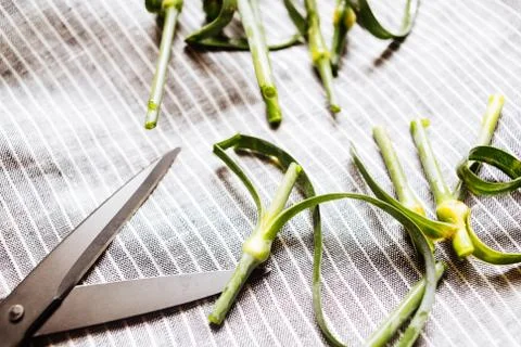 Scissors and cutted stems Фото