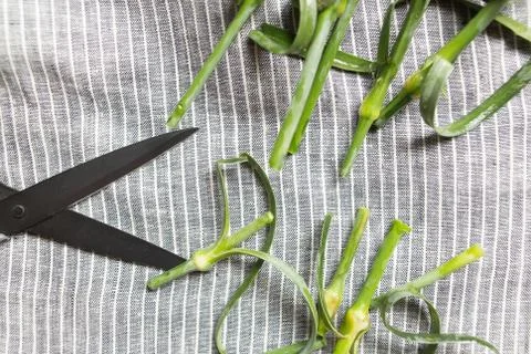 Scissors and cutted stems Stock Photos