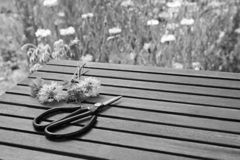 Scissors with cornflowers on a table in a flower garden Stock Photos