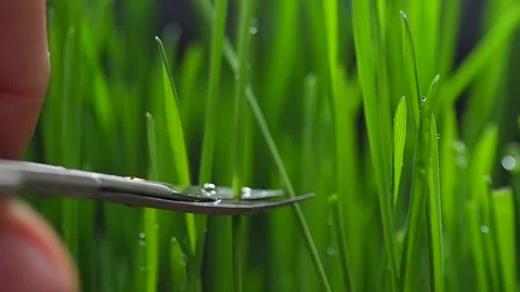 Scissors cut off a blade of micro grassmicro green Stock-Footage 179406707