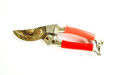 Scissors cut the branches on a white background. Stock Photos