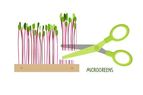 Scissors cut young sprouts microgreen. Beet Microgreens in wooden box. Red beet Stock Illustration
