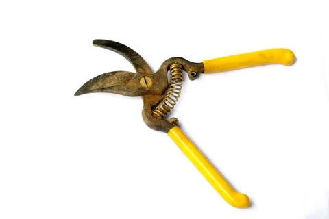 Scissors is cutting branches from tree, trimming Stock Photos
