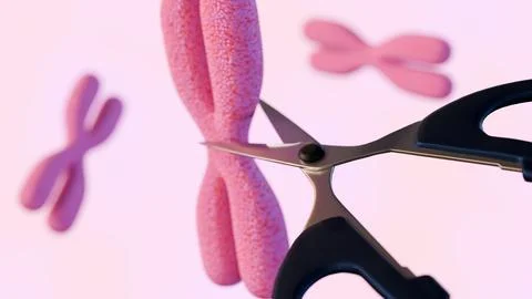 A scissors "cutting" chromosome Stock Illustration