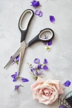 Scissors represented on grey background Стоковые фото