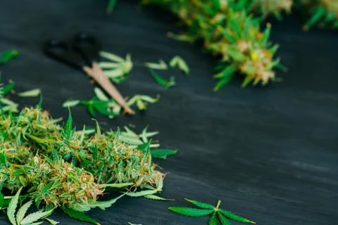 Scissors trimming marijuana 스톡 사진