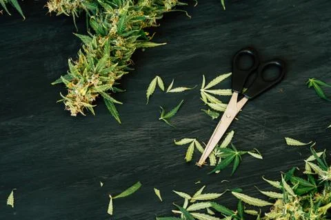 Scissors trimming marijuana 스톡 사진