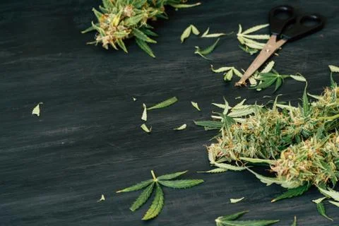 Scissors trimming marijuana Photos