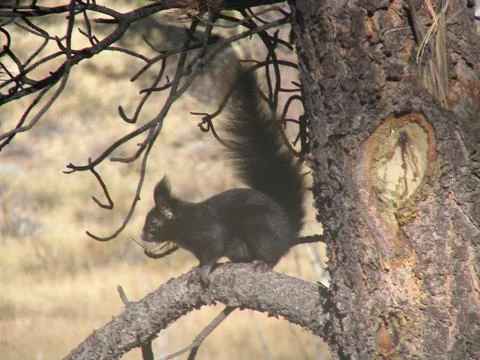Sciurus aberti Stock Photos