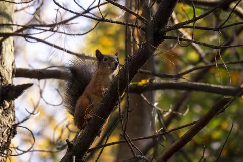 Sciurus in the autumn forest Stock Photos