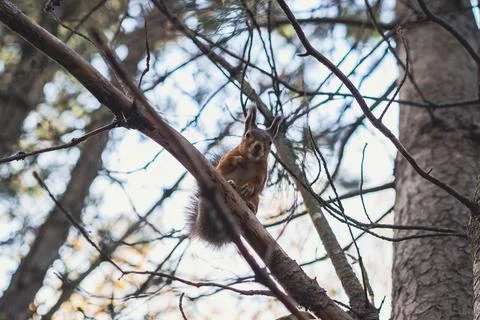 Sciurus in the autumn forest Stock Photos