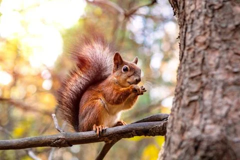 Sciurus in the autumn forest Stock Photos