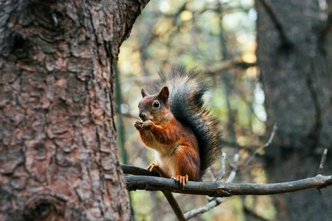 Sciurus in the autumn forest Stock Photos