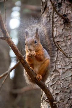 Sciurus in the autumn forest Stock Photos