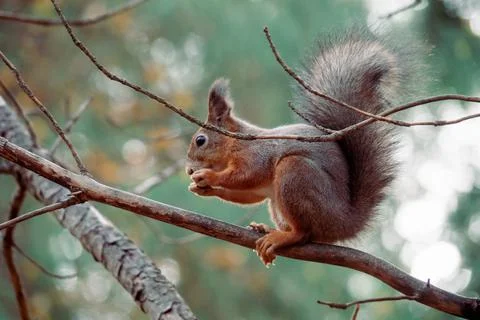 Sciurus in the autumn forest Stock Photos