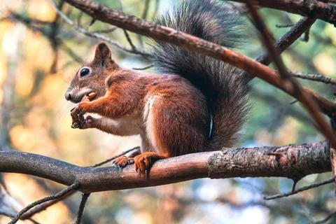Sciurus in the autumn forest Stock Photos
