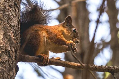 Sciurus in the autumn forest Stock Photos