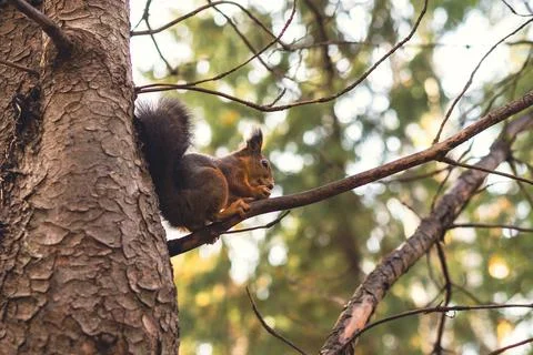 Sciurus in the autumn forest Stock Photos