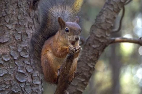 Sciurus in the autumn forest Stock Photos