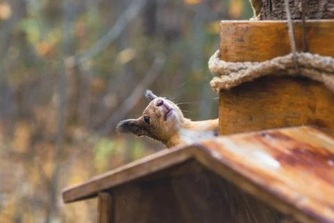 Sciurus in the autumn forest Stock Photos