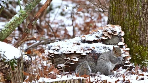 Sciurus carolinensis - Eastern Grey Squirrel, fluffy gray rodent looking fo.. Stock Footage 302074611