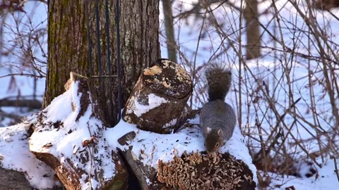 Sciurus carolinensis - Eastern Grey Squirrel, fluffy gray rodent looking fo.. Stock Footage 302075932