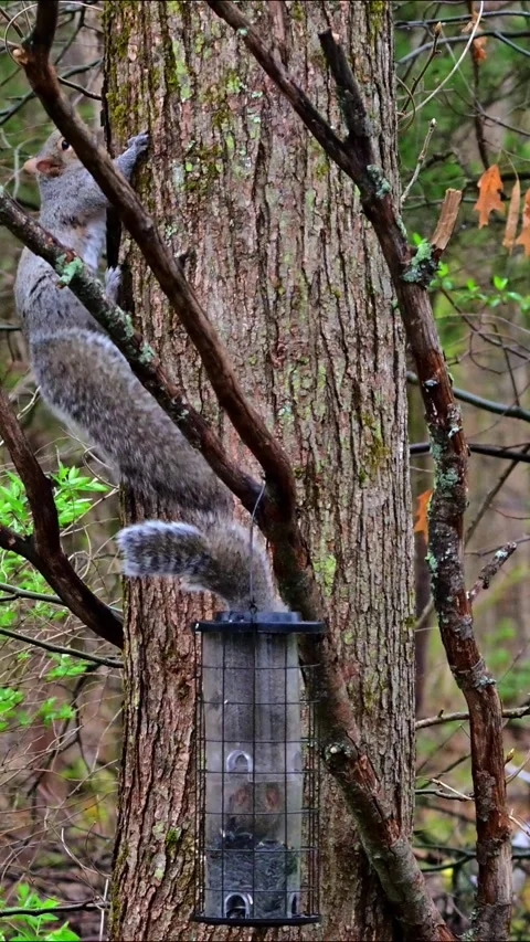 Sciurus carolinensis - Eastern Grey Squirrel, squirrel stuck in glass feede.. Stock Footage 307033718