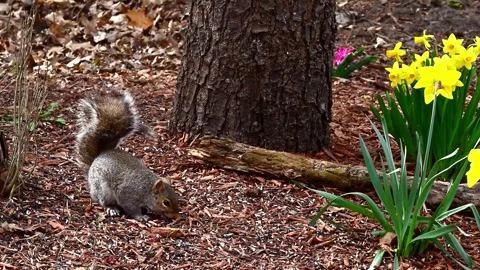 Sciurus carolinensis - Eastern Grey Squirrel, A squirrel searches for food .. Stock Footage 307039094