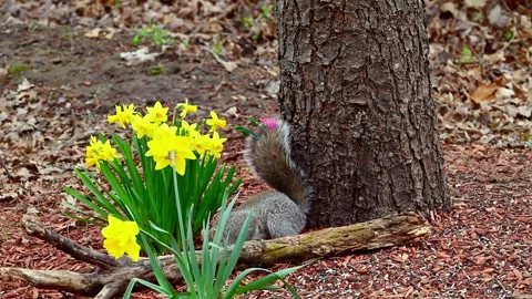 Sciurus carolinensis - Eastern Grey Squirrel, A squirrel searches for food .. Stock Footage 307764905
