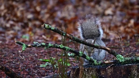 Sciurus carolinensis - Eastern Grey Squirrel, A squirrel searches for food .. Stock Footage 307869537