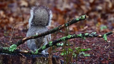 Sciurus carolinensis - Eastern Grey Squirrel, A squirrel searches for food .. Stock Footage 310844565