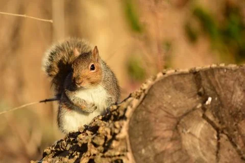 Sciurus carolinensis Stock-Fotos