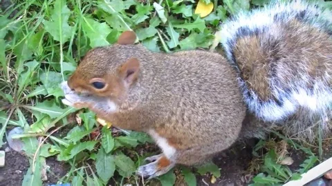 Sciurus carolinensis - squirrel 動画素材 104003310