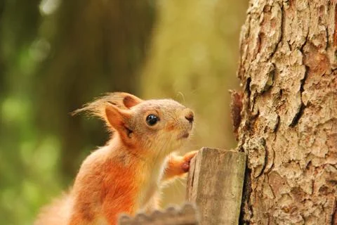 Sciurus close up. Rodent. The squirrel sits on a tree. Beautiful red squirrel Stock Photos