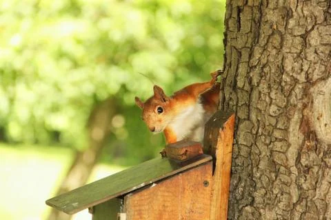 Sciurus. Rodent. Squirrel on the birdhouse. Beautiful red squirrel on a tree Foto stock
