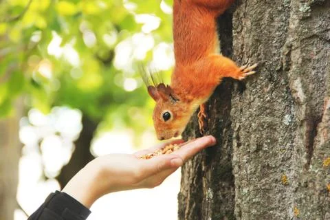 Sciurus. Rodent. The squirrel eats nuts from a hand. Beautiful red squirrel i Stock Photos