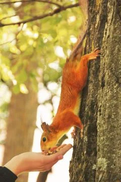 Sciurus. Rodent. The squirrel eats nuts from a hand. Beautiful red squirrel i Stock Photos